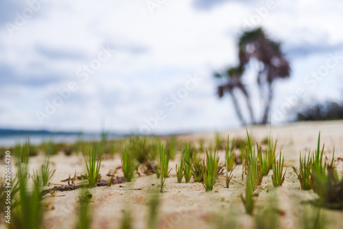 Close up on grass in the sand on a beach in Cuba. 