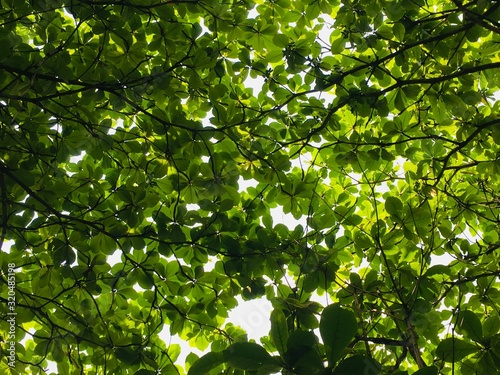 green leaves of tree © Supattra