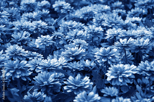 The classic blue color of a huge field of garden chrysanthemums.