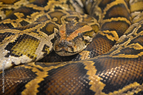 Closeup boa or Python on Coiled snake
