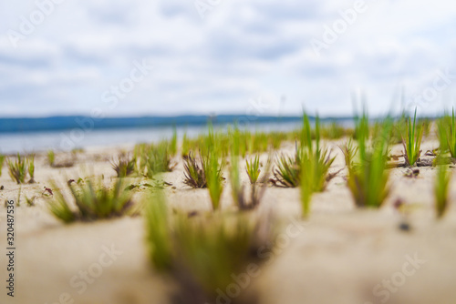 Close up on grass in the sand on a beach in Cuba. 