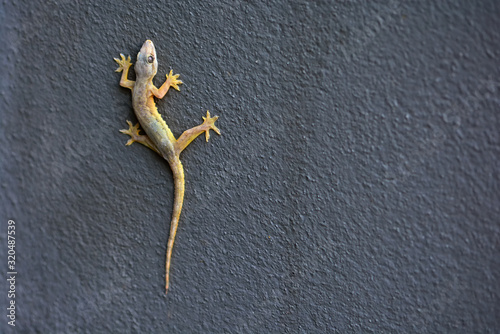 A lizard on the wall photo