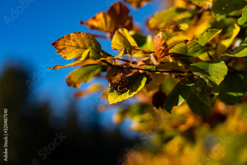 autumn leaves on blue sky background