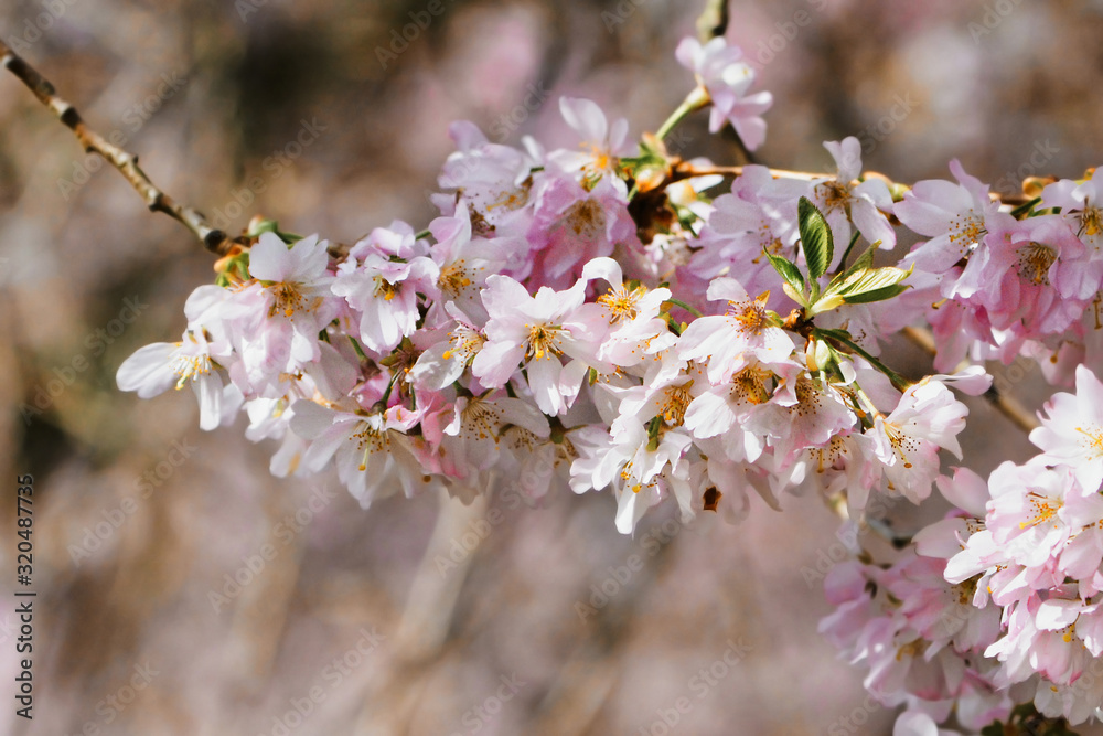 Tree branch of Japanese 'Sakura' cherry blossom tree with flowers in full bloom Tree branch of Japanese 'Sakura' cherry blossom tree with flowers in full bloom