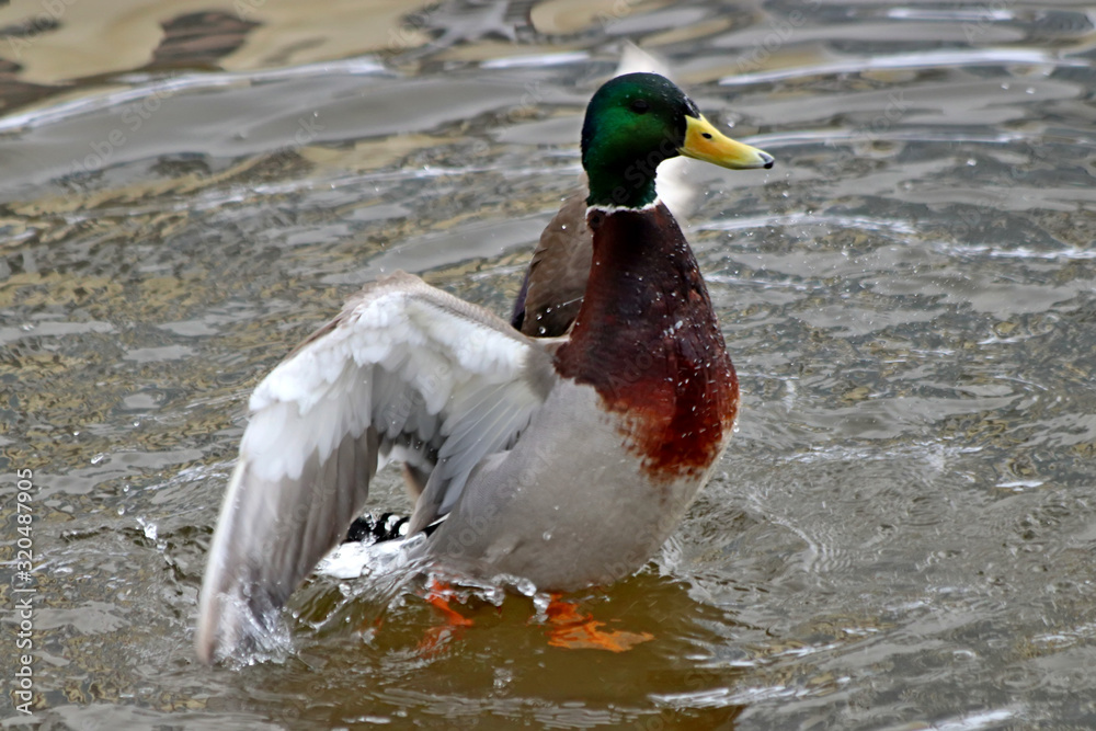 Fototapeta premium duck in water