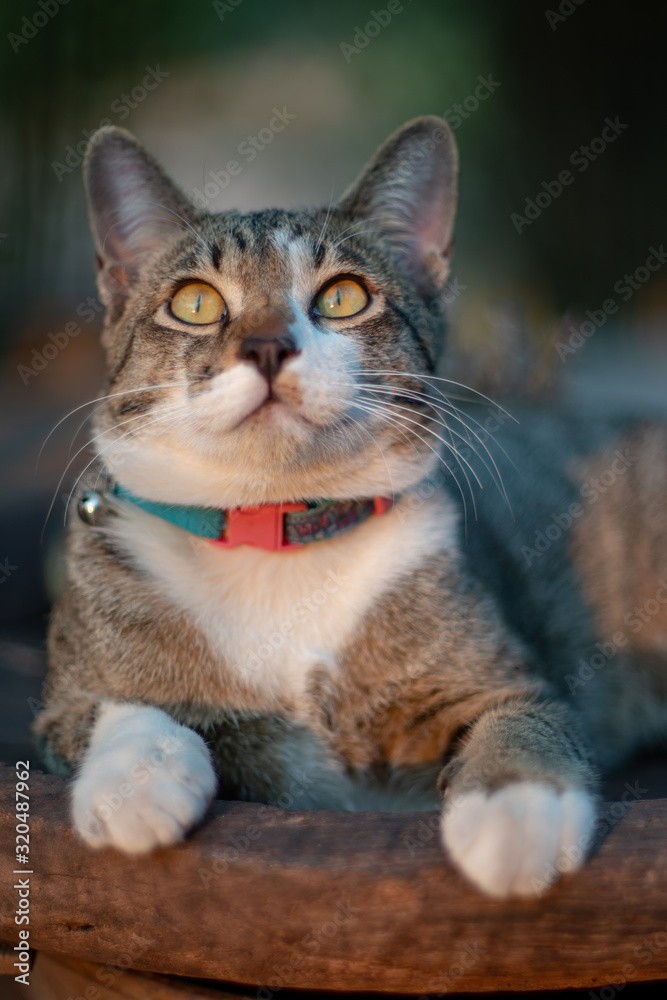 Portrait of striped cat resting on the wooden tray, close Thai cat