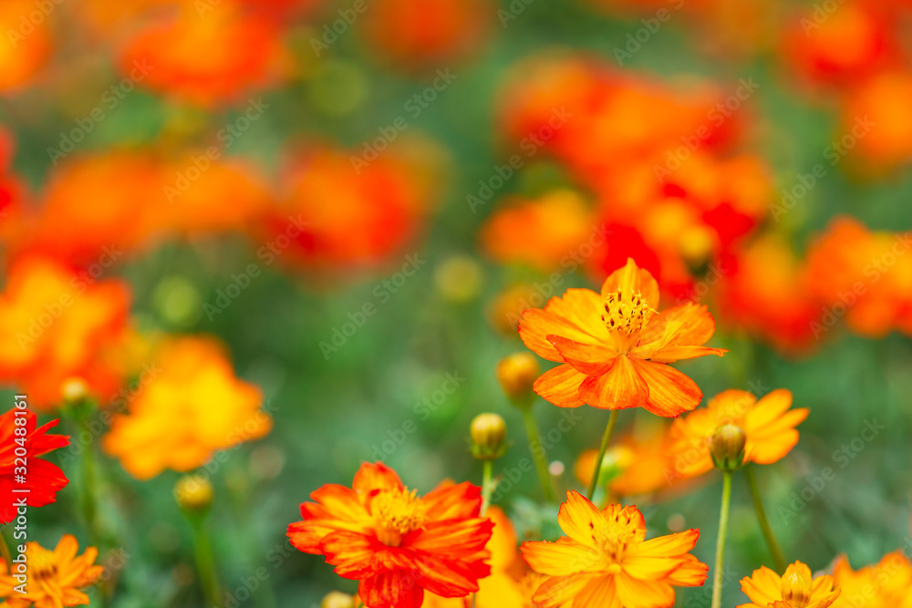yellow flower ,petals in multiple layers yellow flower ,petals in multiple layers