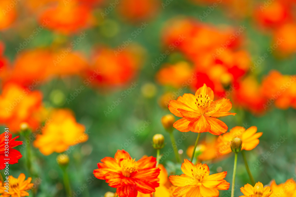 yellow flower ,petals in multiple layers