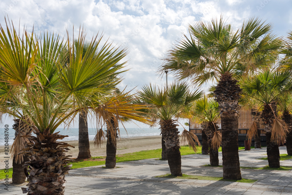 Palm trees on Finikoudes Beach-Larnaca City, Cyprus. Larnaka embankment.