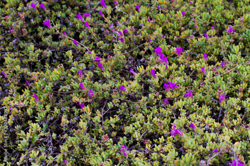 Obraz premium Iceplant succulent blooming with small vibrant purple flowers, fresh wild plant texture close up