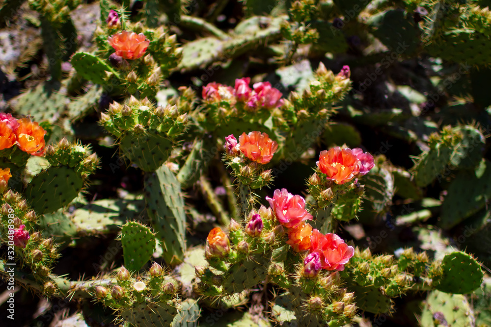 Obraz premium Blooming opuntia cactus outside, on a bright sunny summer day. big orange flowers, nature close-up