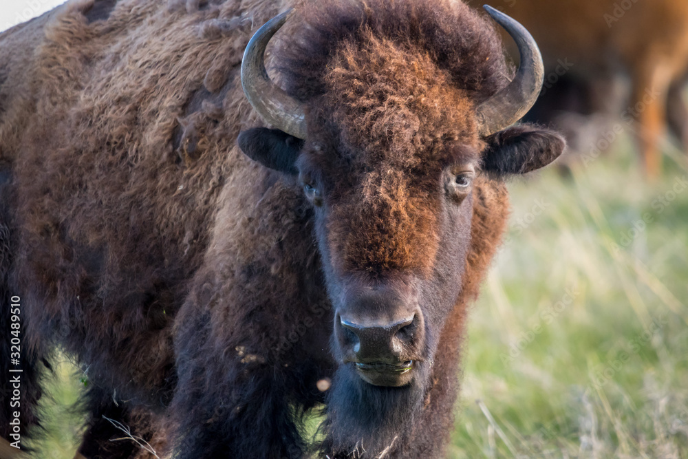 American Bison in the field of Custer State Park, South Dakota American Bison in the field of Custer State Park, South Dakota