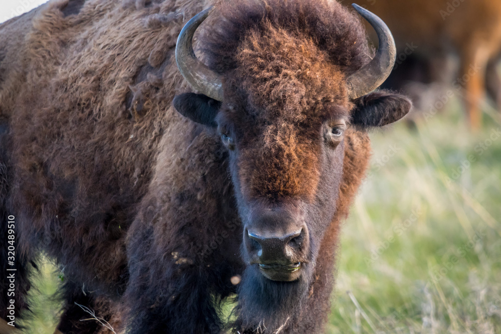 American Bison in the field of Custer State Park, South Dakota