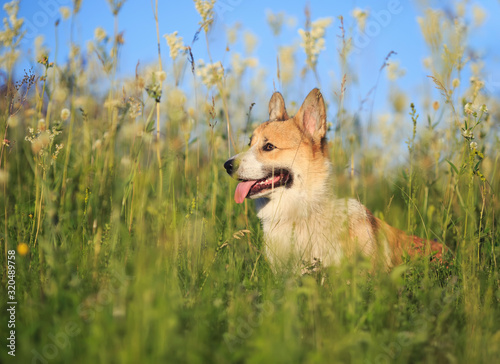 portrait of a cute puppy of a red Corgi dog sitting on a green meadow among flowers and smiling