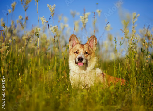 cute puppy of a red Corgi dog sitting on a green meadow among flowers and smiling