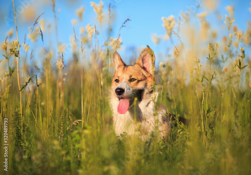 portrait of a cute puppy of a red Corgi dog sitting on a green meadow among flowers and smiling