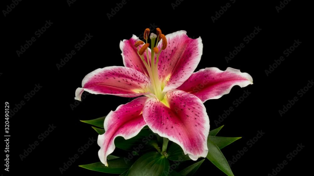 Beautiful pink Lily flower bud blooming timelapse, extreme close up. Time lapse of fresh Lilly opening closeup. Isolated on Black background. 4K UHD