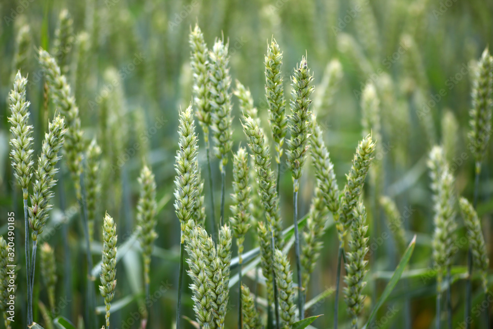 Getreide Ähren die zusammen auf einem grünen Feld stehen Getreide Ähren die zusammen auf einem grünen Feld stehen