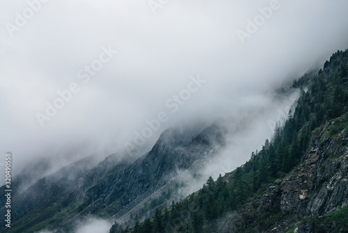 Coniferous forest on mountainside among low clouds. Atmospheric view to rocky mountains with conifer trees in dense fog. Ghostly foggy forest on big rocks. Minimalist dramatic scenery at early morning © Daniil