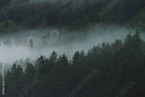 Low cloud in alpine dark forest. Aerial atmospheric mountain landscape in foggy woods. View from above to misty forest hills. Dense fog among coniferous trees in highlands. Hipster, vintage tones.