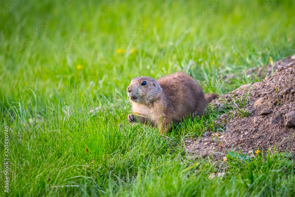 Prairie Dogs in Custer State Park, South Dakota Prairie Dogs in Custer State Park, South Dakota