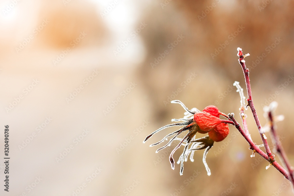 Fototapeta premium Winter landscape.Winter scene .Frozenned flower selective focus