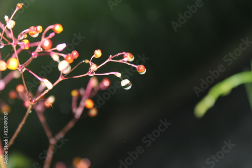 macro photography, grass in the forest drops on the leaves, water drops on the leaves, water drops on the fruit, water on the fruit, water on the leaves, water in fruit, water in the stem, water on tr