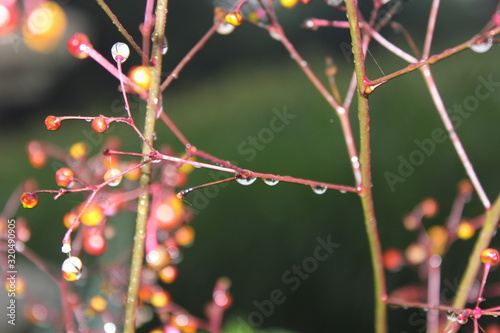 branch of a tree in spring