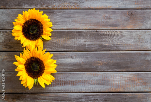 Fototapeta Naklejka Na Ścianę i Meble -  Sunflowers - two flowers - on dark wooden background top-down copy space