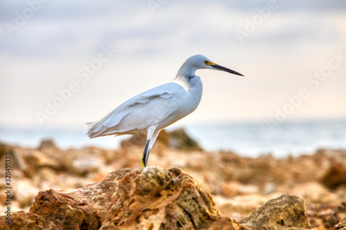 Fototapeta Naklejka Na Ścianę i Meble -  Snowy Egret standing on rocks at the beach in Cartagena, Colombia