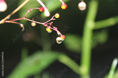 water drops on a leaf