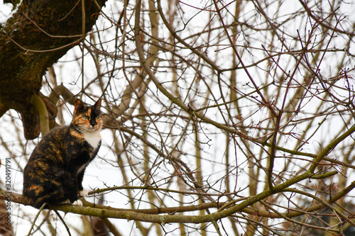 The cat sits neatly on a thin branch