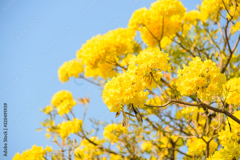 Frsh Tabebuia argentea Britton in the park Frsh Tabebuia argentea Britton in the park
