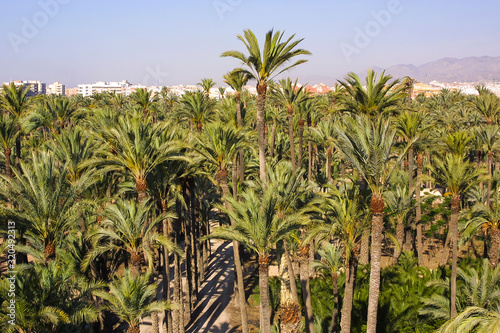 Eche palm grove