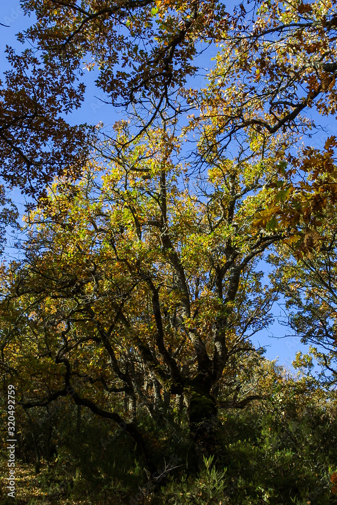 Natural park of Hayedo de Montejo.