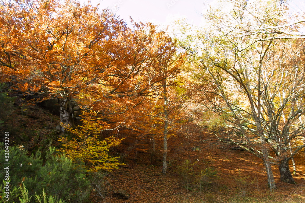 Natural park of Hayedo de Montejo.