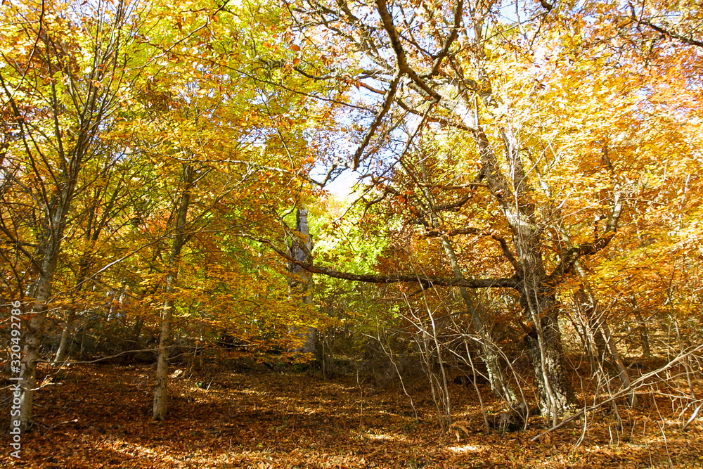 Natural park of Hayedo de Montejo.