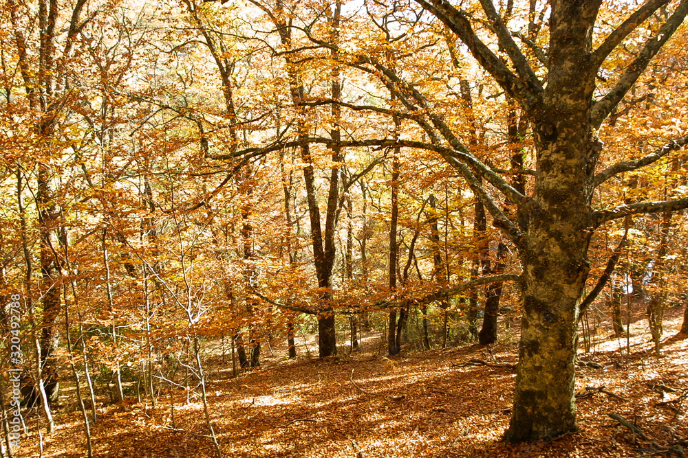 Natural park of Hayedo de Montejo.