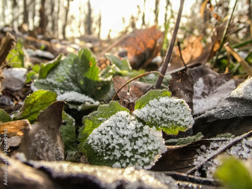 frost on the green grass, close-up frost on the green grass, close-up