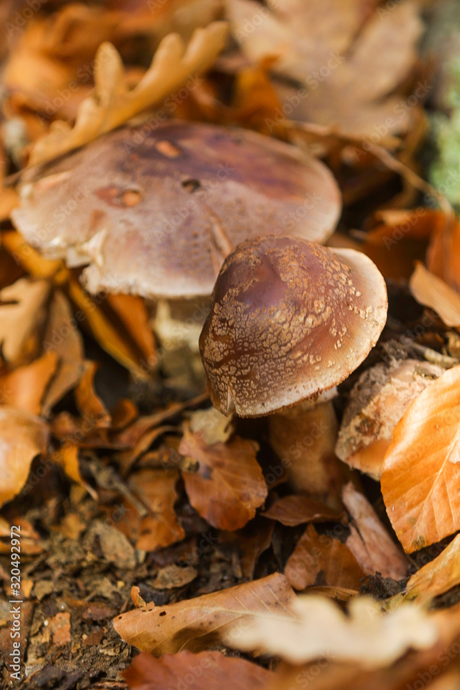 Natural park of Hayedo de Montejo.