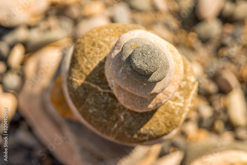 snail on stone