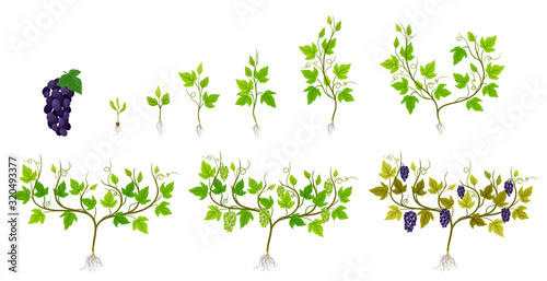 Grapes Growing Stages from Sprout to Veraison Vector Set