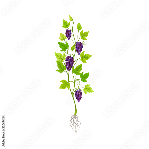 Grape Plant with Vines and Cluster of Grapes Vector Illustration