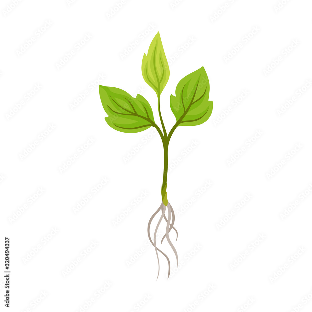 Sprout of Grape Plant with Weak Roots Isolated on White Background Vector Element