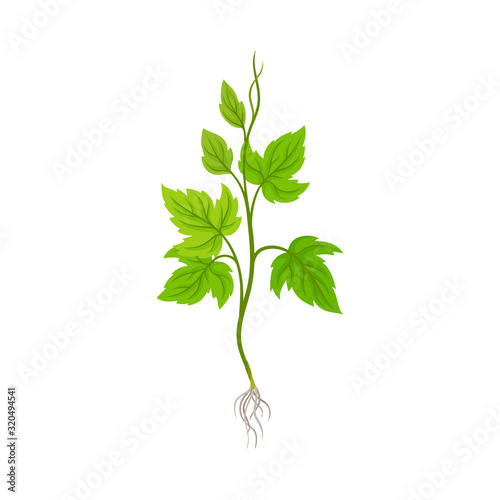 Seedling of Grape Plant with Thin Roots Isolated on White Background Vector Element