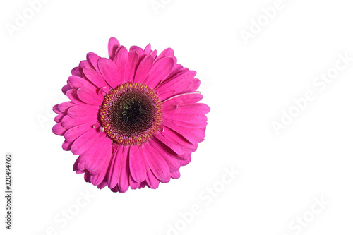 pink gerbera flower isolated on white background has clipping path