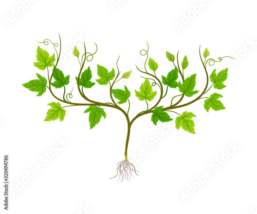 Seedling of Grape Plant with Thin Roots Isolated on White Background Vector Element