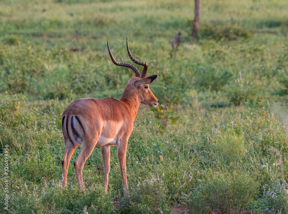 Single impala ram isolated in early morning light in the Kruger National Park in South Africa image in horizontal format with copy space Single impala ram isolated in early morning light in the Kruger National Park in South Africa image in horizontal format with copy space