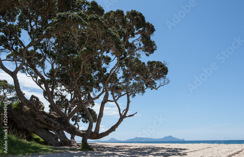 Mangawhai heads. Coast New Zealand. Coast and beach. Pohutukawa Trees. 