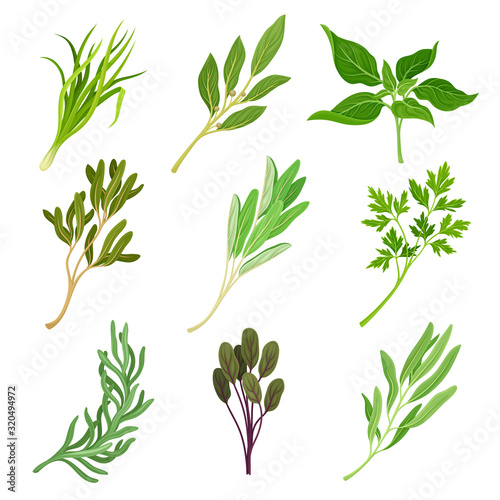 Wallpaper Mural Herbs as Condiment and Food Ingredients Vector Set Torontodigital.ca